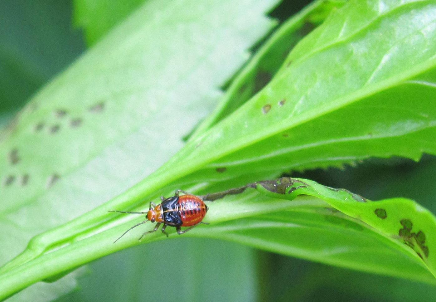 Fourlined plant bug nymph and damage on forsythia